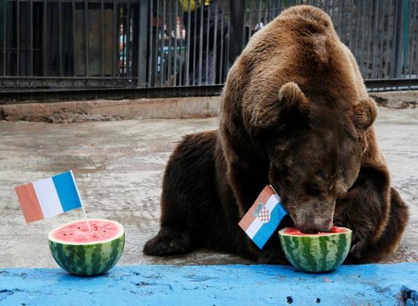 الدب السيبيري بويان يتنبأ تتويج كرواتيا بالمونديال