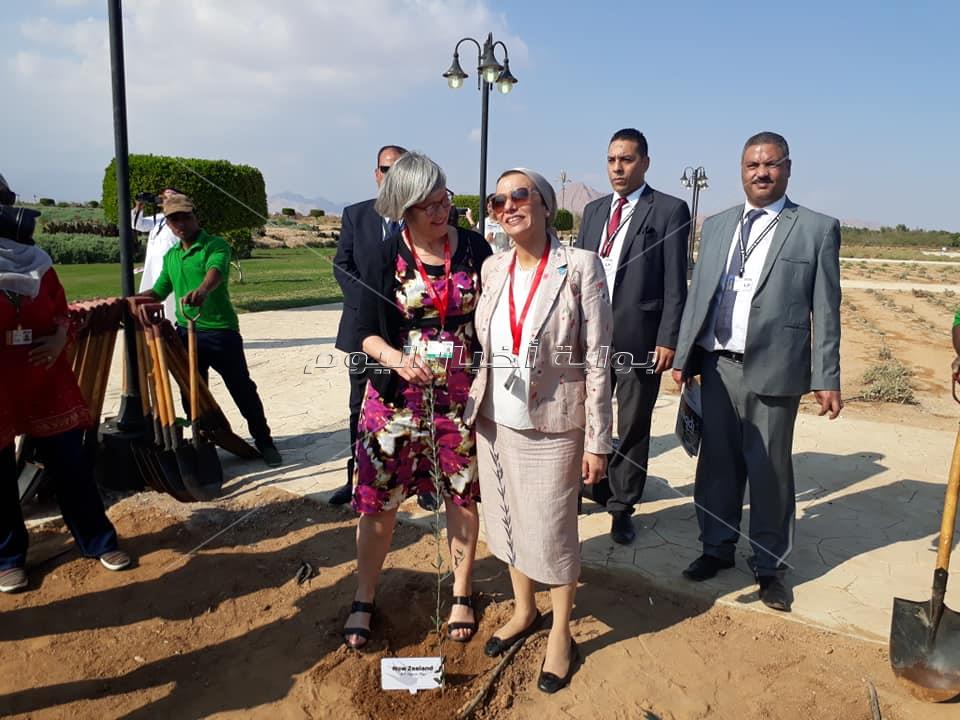 بالصور وزيرة البيئة تزرع أشجار الزيتون بحديقة السلام بشرم الشيخ