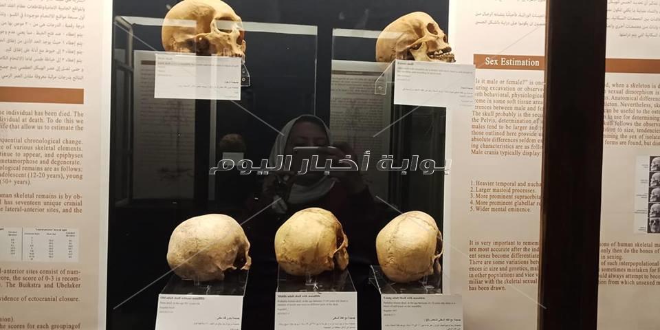 ننشر الصور الأولى لـ «15 جمجمة» التي تُعرض لأول مرة