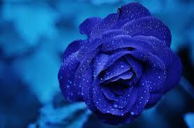 لعشاق الورد ...  أجمل الورود الزرقاء حول العالم|صور
