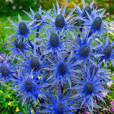 لعشاق الورد ...  أجمل الورود الزرقاء حول العالم|صور