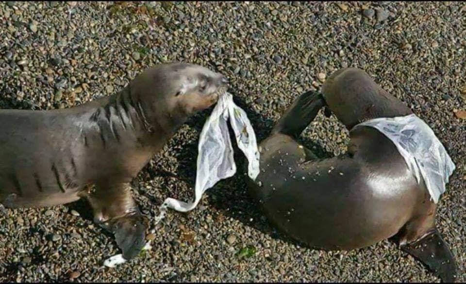 شاهد خطر النفايات البلاستيكية على الحياة البحرية
