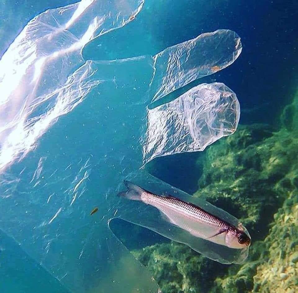 شاهد خطر النفايات البلاستيكية على الحياة البحرية