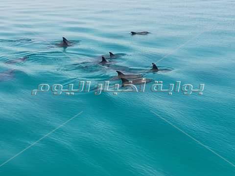 شاهد بالصور الدلافين تقترب من الشواطئ بالغردقة والسياح تشاهدها بدون رسوم