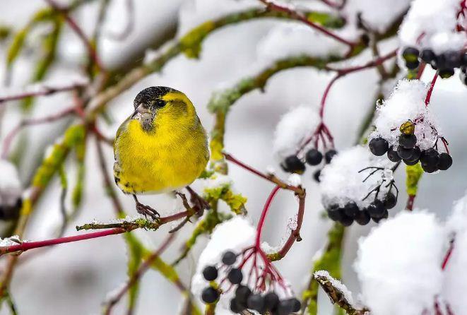 أفضل 20 صورة للطيور في الشتاء في جميع أنحاء العالم