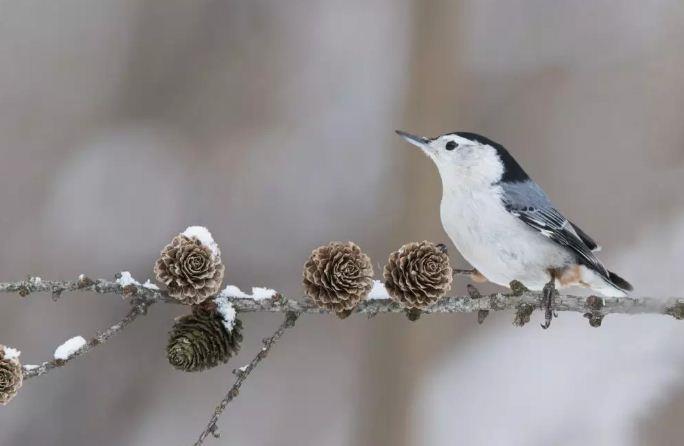 أفضل 20 صورة للطيور في الشتاء في جميع أنحاء العالم