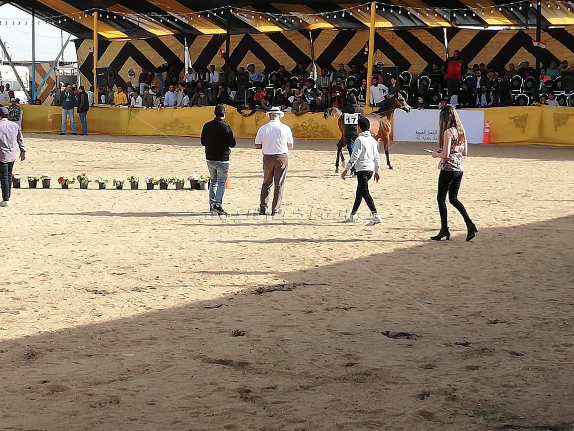 محافظ البحيرة يفتتح المهرجان الدولي الثالث عشر للخيول العربية الأصيلة بكوم حمادة