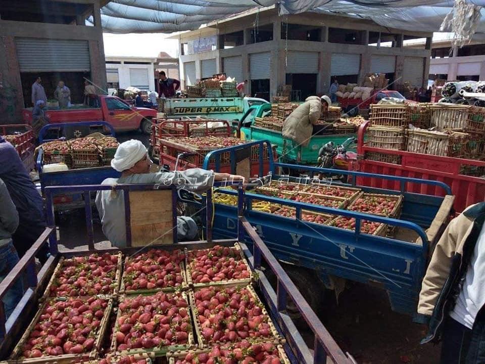 مزارعي الفراولة بالقليوبية: «منخفض التنين.. أفلاسنا ومعرضين للسجن»