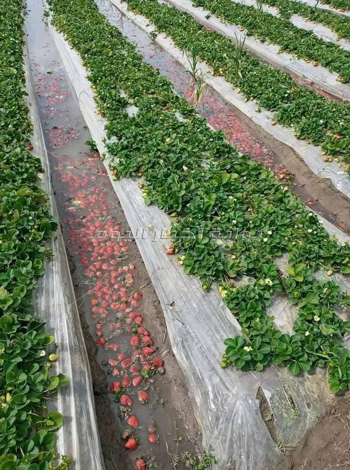 مزارعي الفراولة بالقليوبية: «منخفض التنين.. أفلاسنا ومعرضين للسجن»