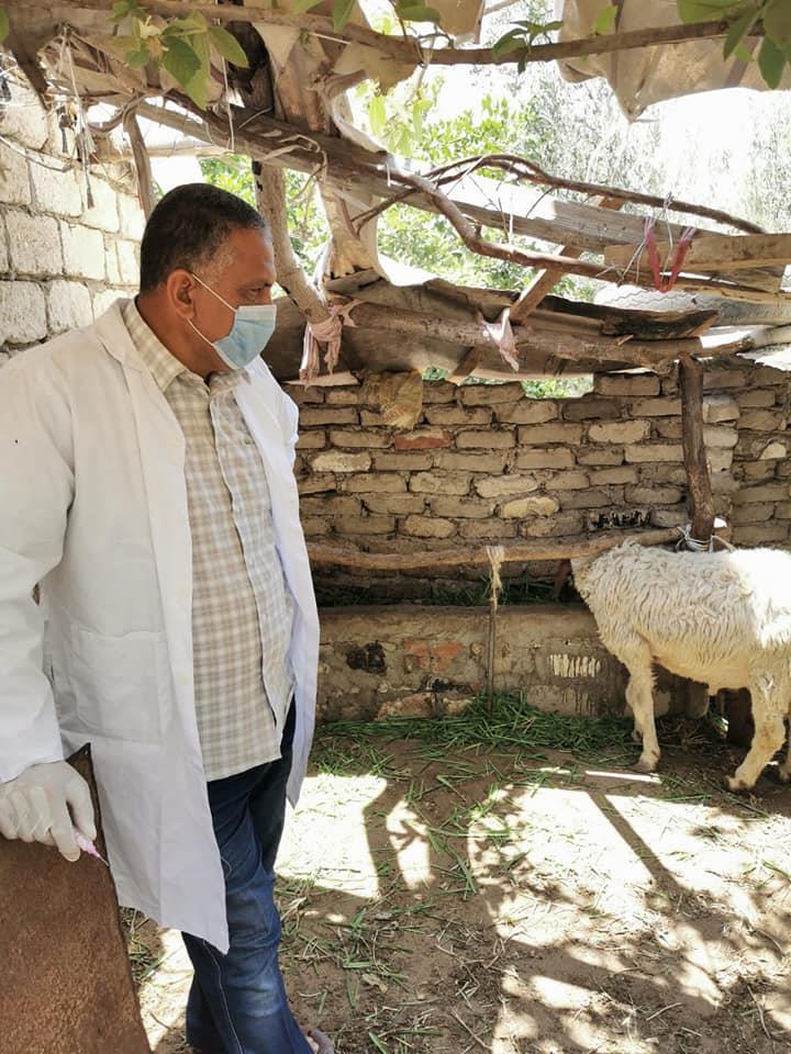  تحصين 2 مليون رأس ماشية ضد مرض الحمي القلاعية