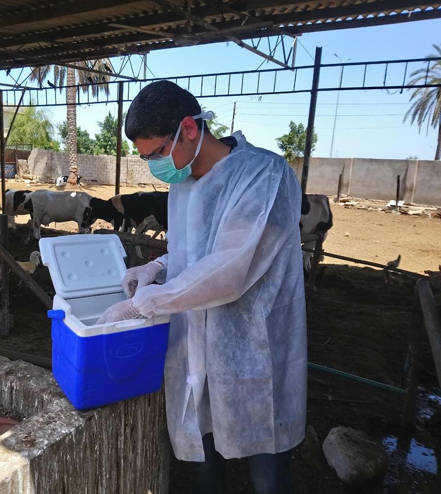  تحصين 2 مليون رأس ماشية ضد مرض الحمي القلاعية