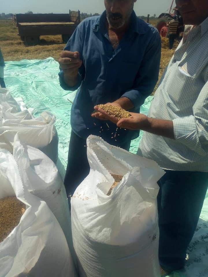 حصاد محصول الأرز لمساحة 3000 فدان