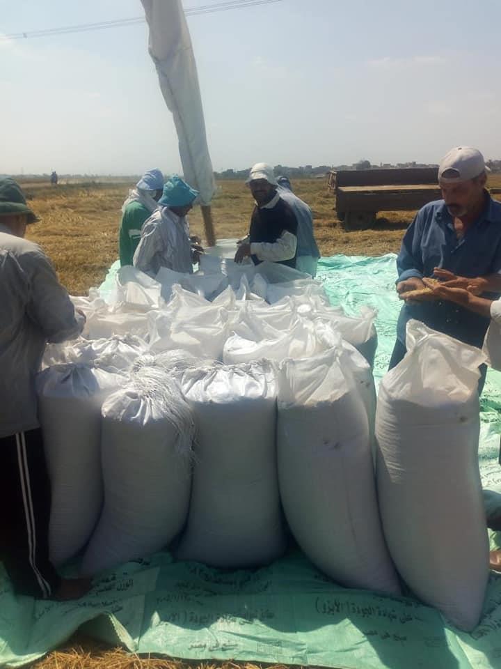 حصاد محصول الأرز لمساحة 3000 فدان