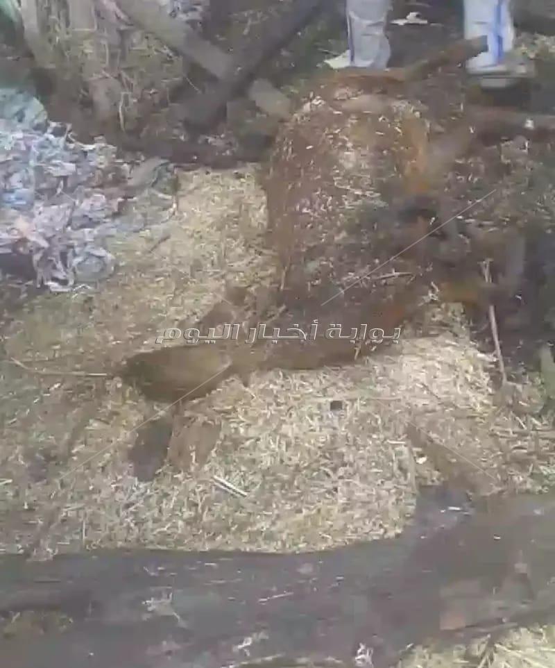 200 الف جنيه خسائر مبدئية بعد حريق حظيرة مواشي بالمحلة