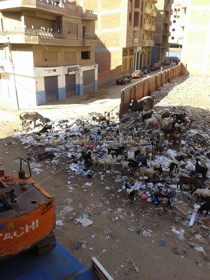 عمال النظافة يحولون شارع سكني ل "مقلب قمامة" في المنوفية