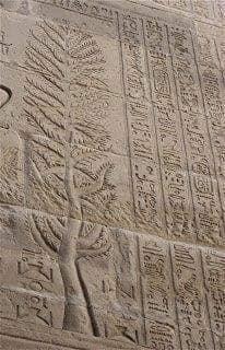 الأساطير تحكي تاريخ «الجميز» الفرعوني