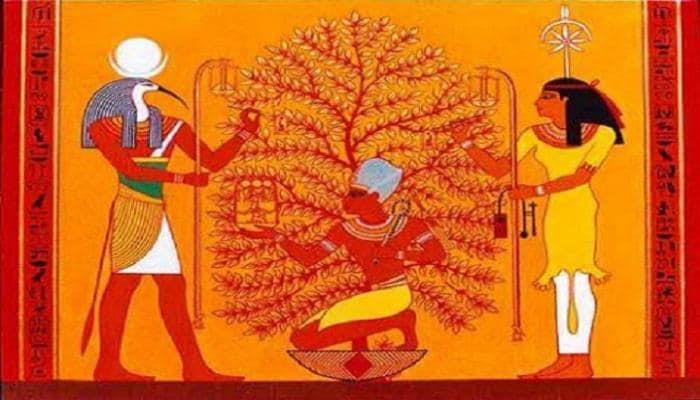 الأساطير تحكي تاريخ «الجميز» الفرعوني