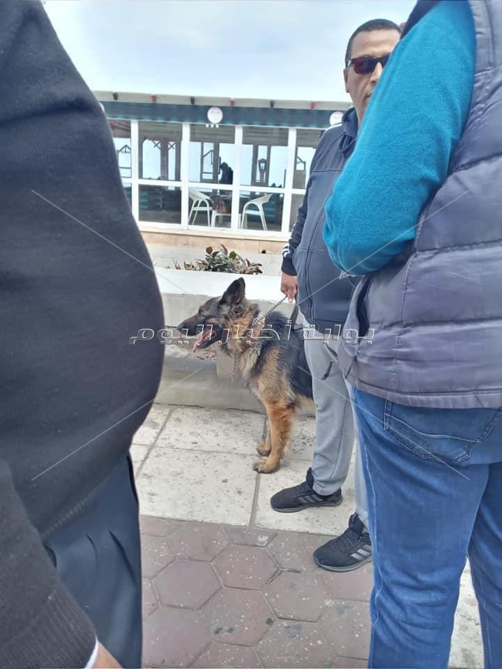 بسبب كمامة الفك.. شرطة الخيالة تصادر 3 كلاب في الإسكندرية