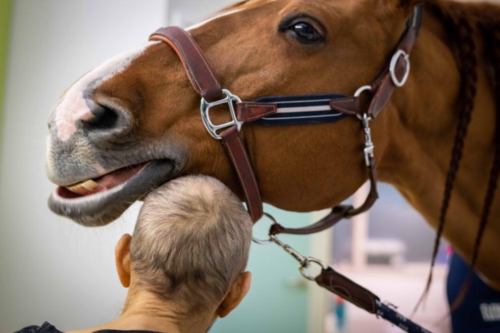 حصان يعمل معالج نفسي لمرضى السرطان