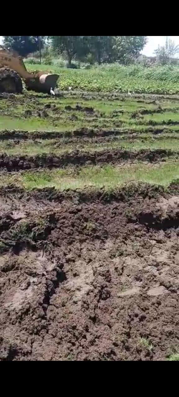 إزالة مشاتل الأرز بالقليوبية لمخالفتها قرار منع الزراعة