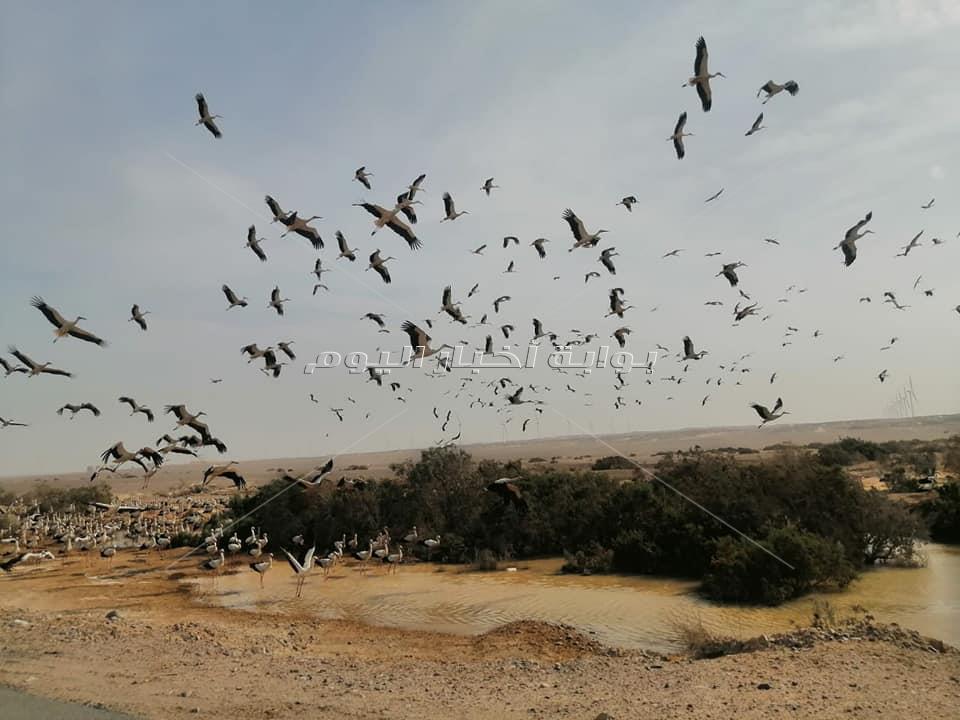 البحر الأحمر تغلق طواحين الهواء لحماية الطيور المهاجرة