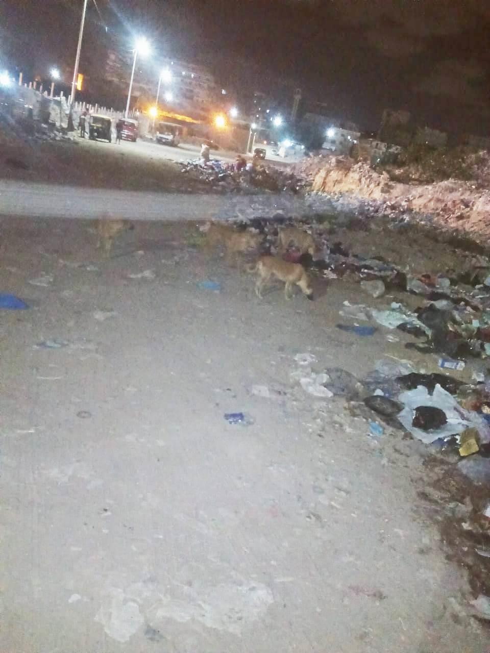 بعد عقر 37 شخصا..حي العجمي يطارد الكلاب الضالة في الإسكندرية| صور