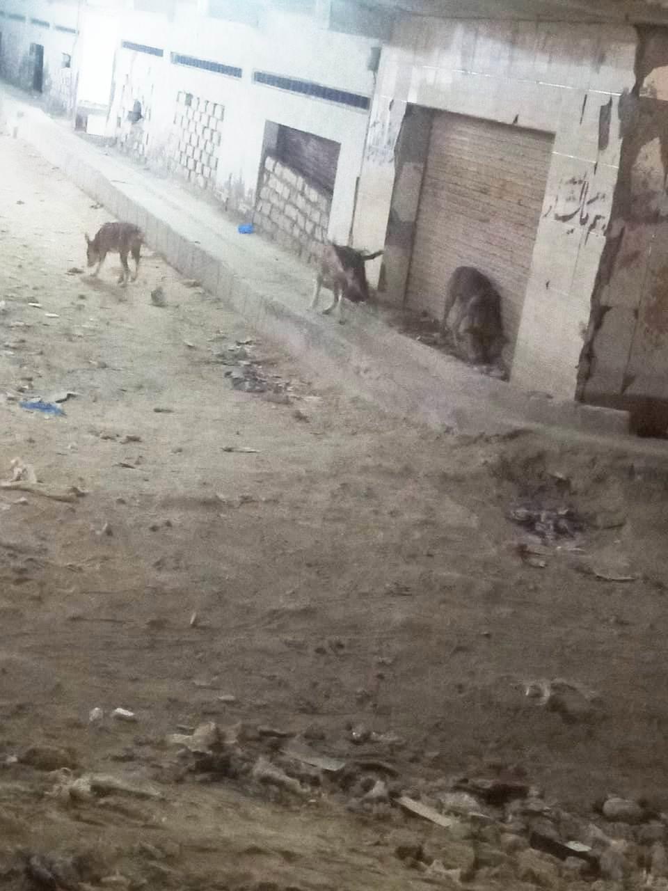 بعد عقر 37 شخصا..حي العجمي يطارد الكلاب الضالة في الإسكندرية| صور