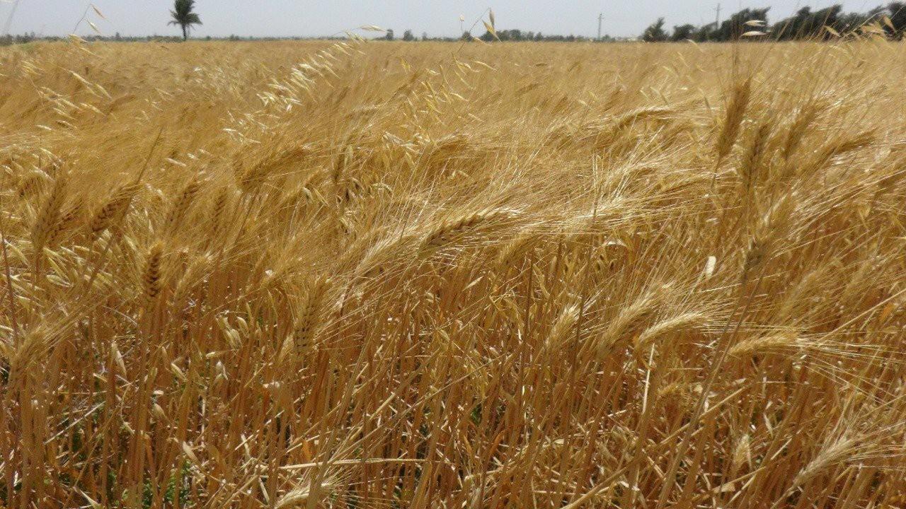 رئيس جامعة المنيا يتفقد "حصاد ودرس القمح" بمركز التجارب والبحوث الزراعية بشوشة‎‎