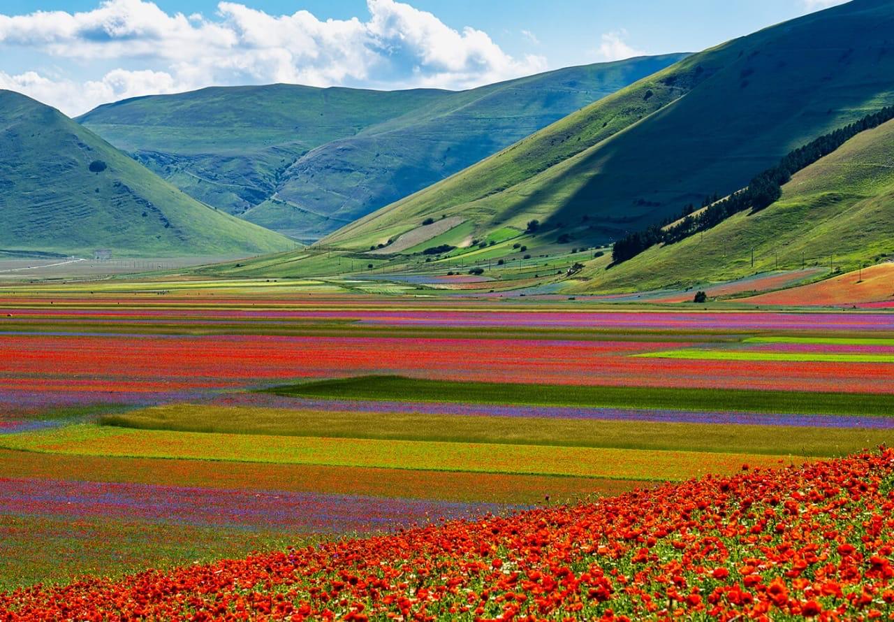 بجمال استثنائي.. «كاستيلوتشيو» أكبر عرض زهور في العالم