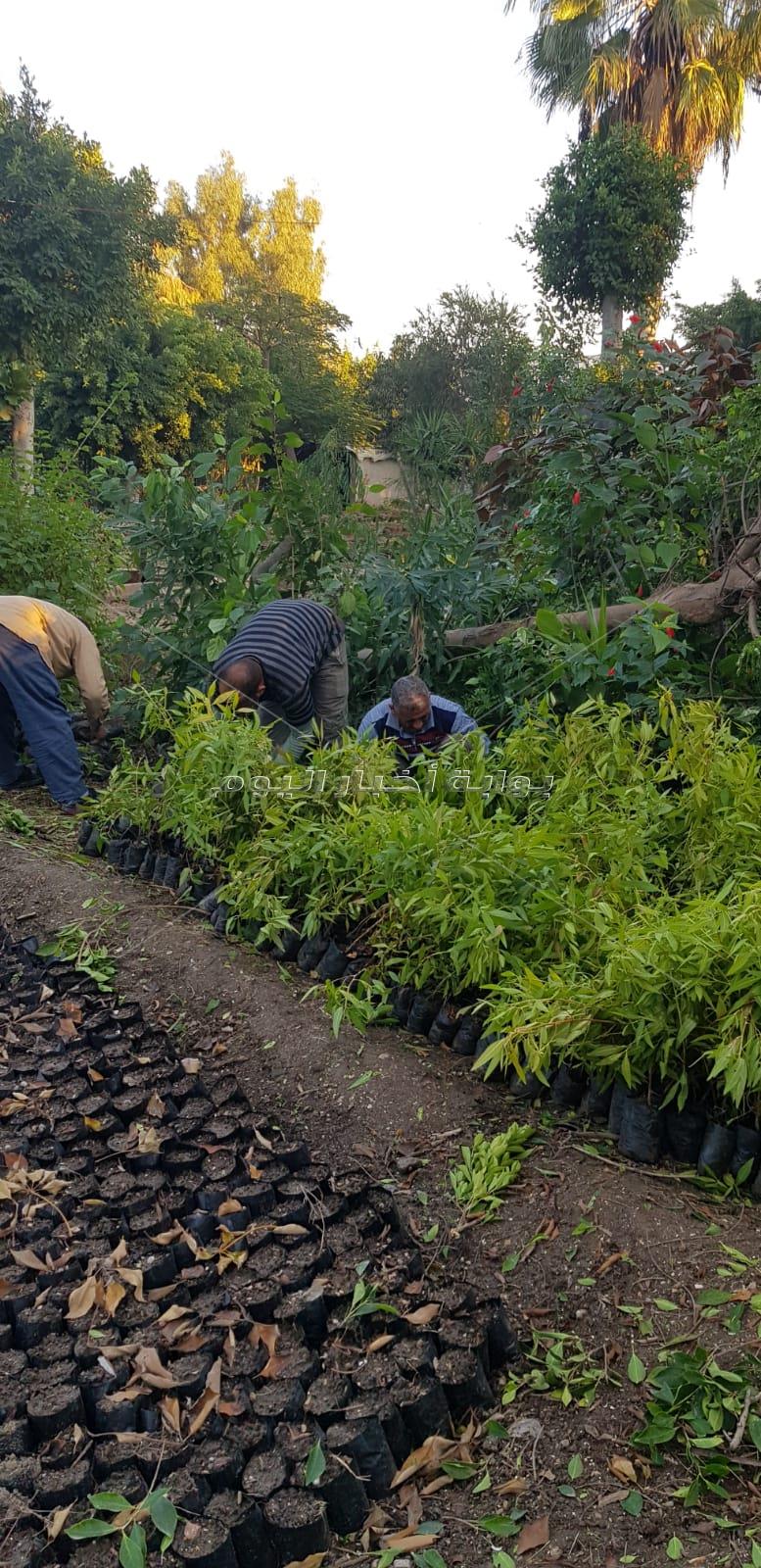 محافظ الإسكندرية: زراعة 40 ألف شجرة بالإسكندرية في المبادرة الرئاسية  