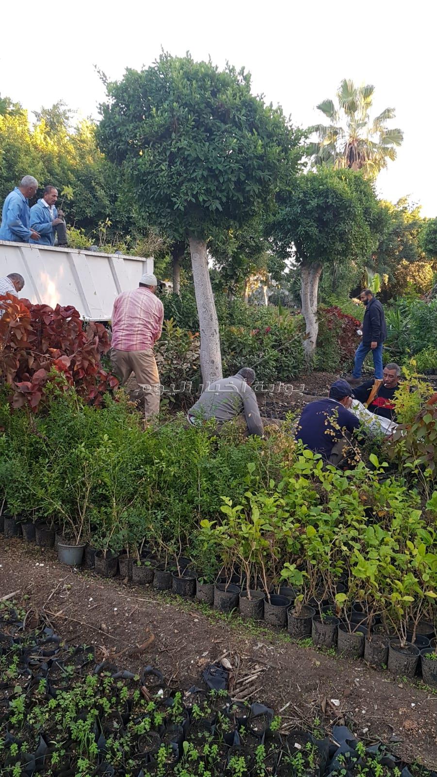 محافظ الإسكندرية: زراعة 40 ألف شجرة بالإسكندرية في المبادرة الرئاسية  