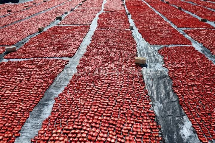 الذهب الأحمر طماطم الأقصر المجففة تغزو الأسواق العالمية