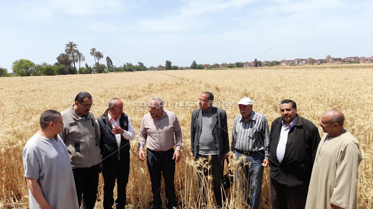 وكيل وزارة الزراعة بالغربية يشهد بدء حصاد محصول القمح بالأراضي الزراعية
