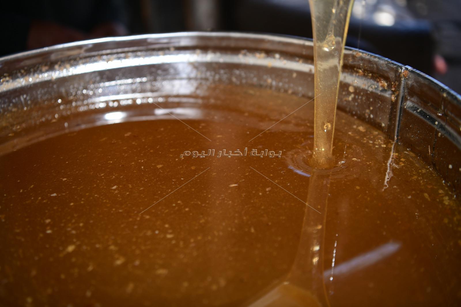إنتاج أول قطفة عسل نحل طبيعي بمشروعات الأمن الغذائي في قنا