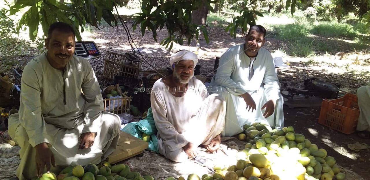 خير بلدنا.. فرحة المزارعين أثناء حصاد فاكهة المانجو بالأقصر
