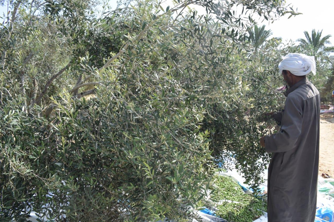 محصول الزيتون في سيناء