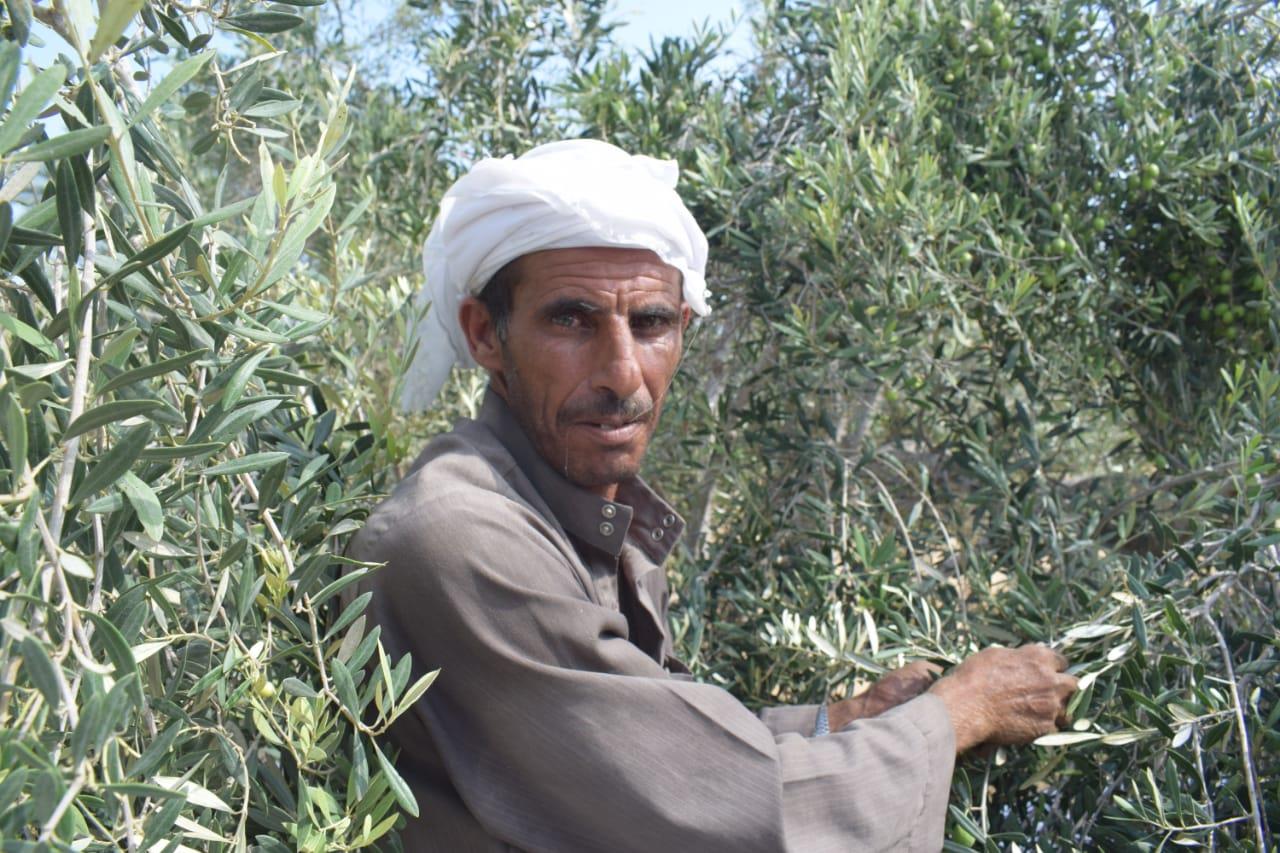 محصول الزيتون في سيناء