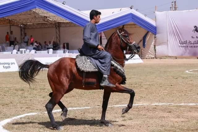 انطلاق مسابقات تراث وأدب الخيل بأرض الفروسية بمدينة بلبيس بالشرقية