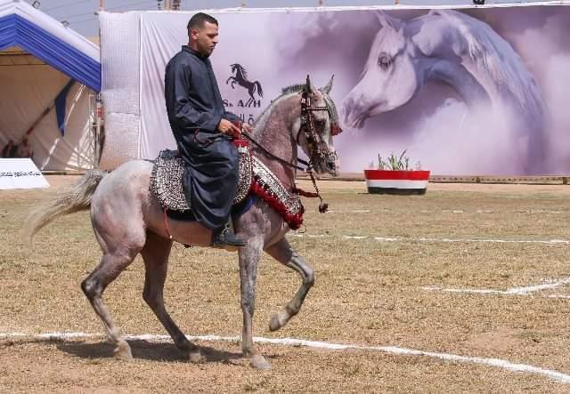 انطلاق مسابقات تراث وأدب الخيل بأرض الفروسية بمدينة بلبيس بالشرقية