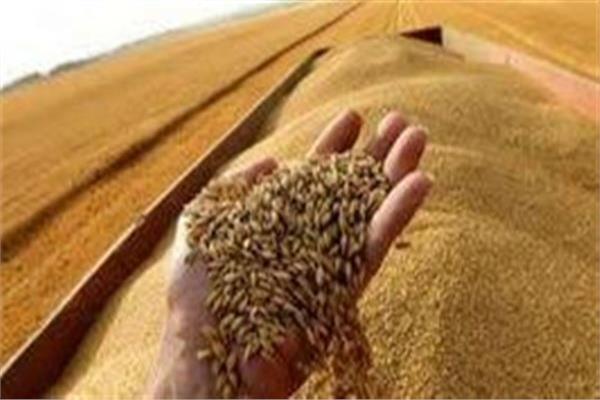 موسم حصاد القمح