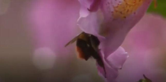 لماذا يخاطر صيادو النحل بأرواحهم للحصول علي العسل المهلوس