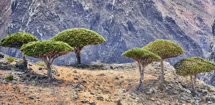  شجرة عمرها 50 مليون عام لا يتوقف نزيفها