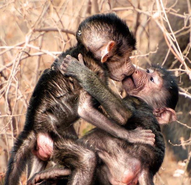 طيور الفلامنجو و القرود تحتفل بيوم العالمي للتقبيل بطريقتها الخاصة