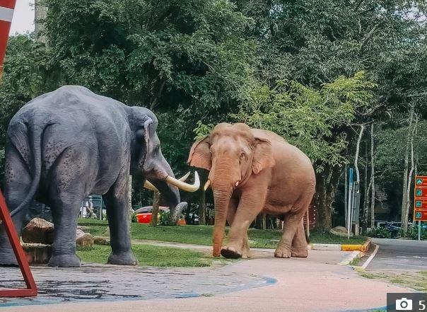 خناقة بين أفيال يزعج زوار حديقة الحيوانات