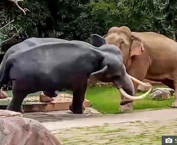 خناقة بين أفيال يزعج زوار حديقة الحيوانات