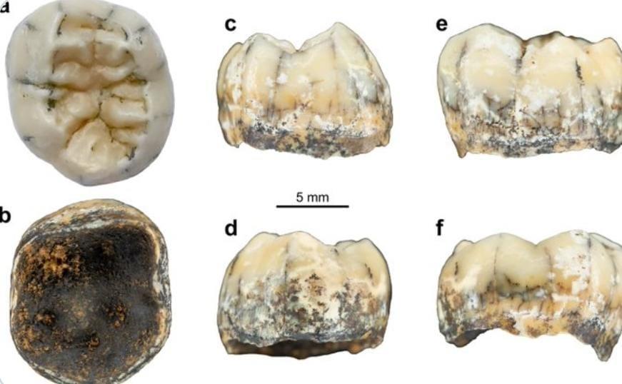 العثور على أسنان طفلة عمرها أكثر من مليون سنة