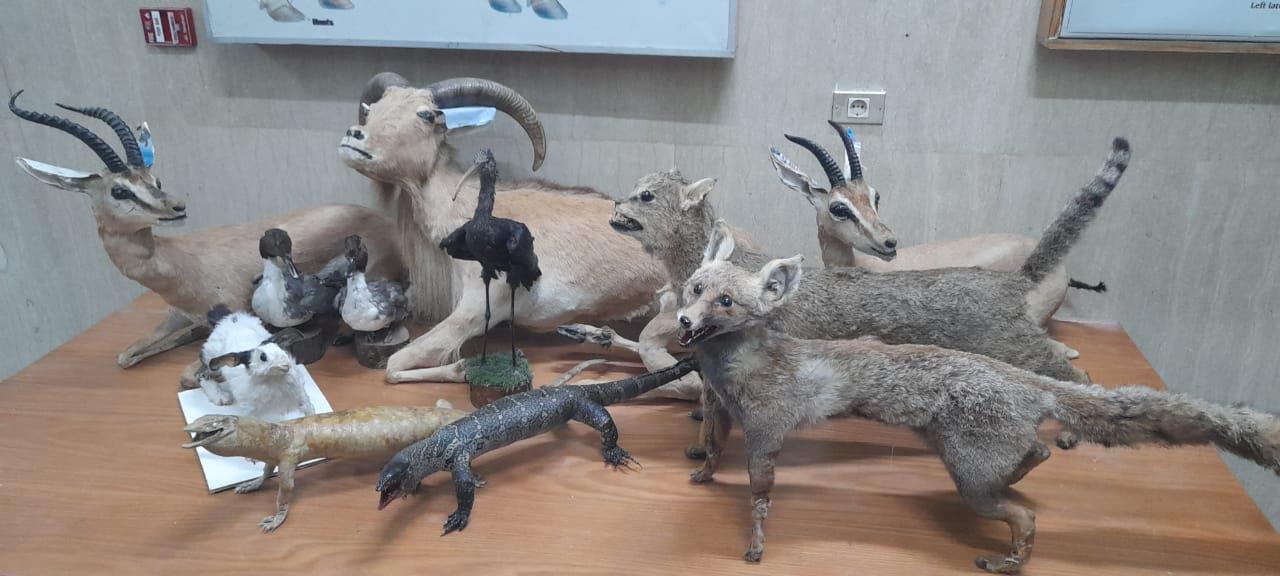 اقامة اول متحف للحيوانات البريه النادره بجامعة السادات 