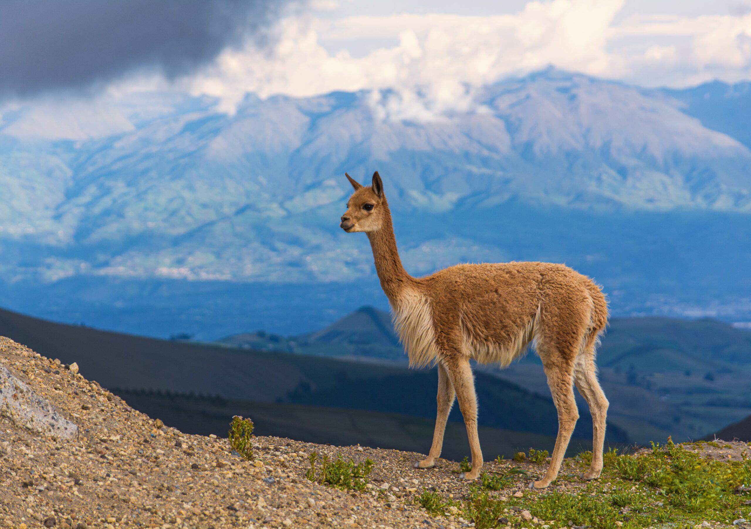 هي واحدة من أشهر الحيوانات التي تعيش في جبال الأنديز