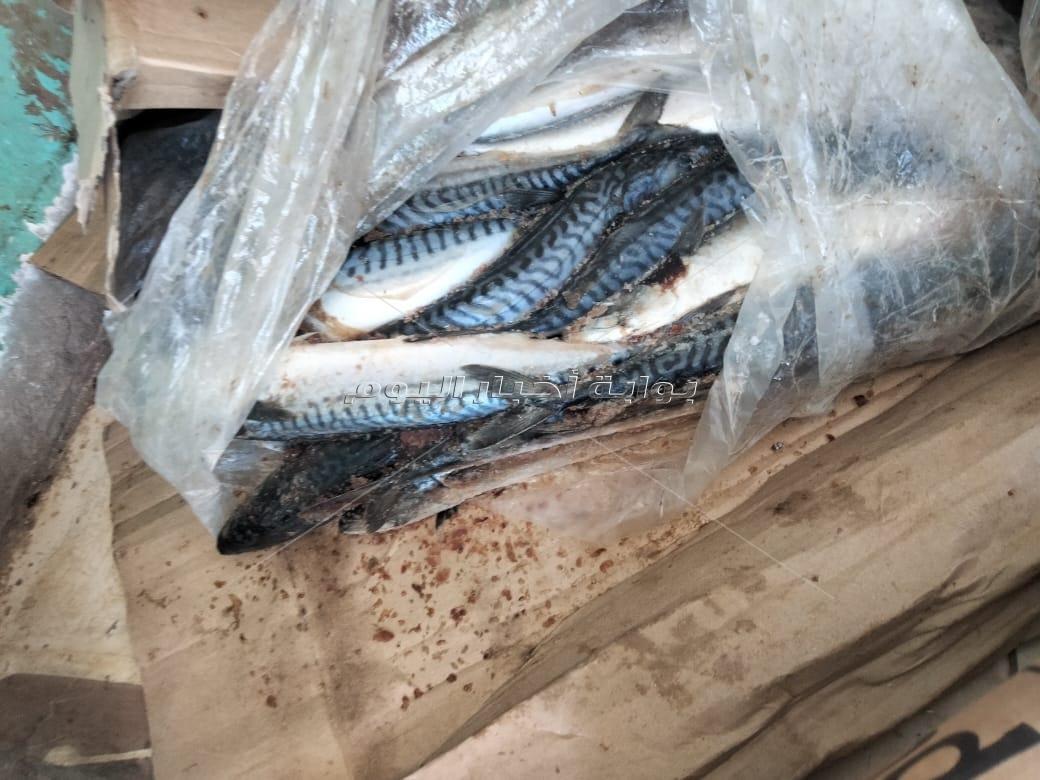 ضبط 2 طن و330 أسماك مجمدة ورنجة غير صالحة للاستخدام الآدمي بكفر الشيخ