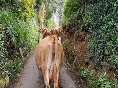 «أبقارهاربة» من المزرعة تسلم نفسها للجهات المختصة